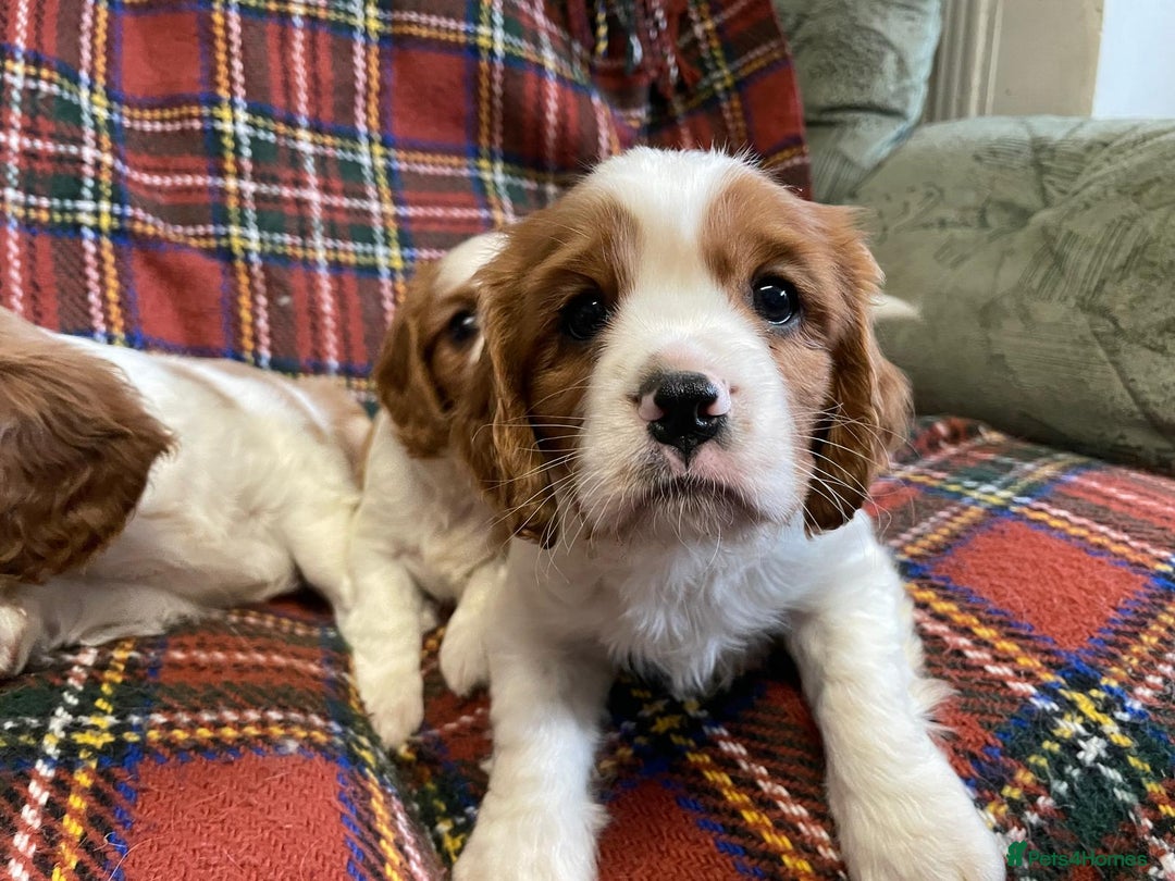 Cavalier King Charles Spaniel dogs for sale: Beautiful Cavalier King Charles KC Registered Pups - Image 14
