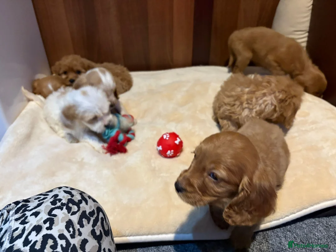 Cockalier dogs for sale: Adorable cockaliers  - Advert 7