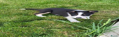 Border Collie 4