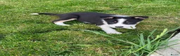 Border Collie dogs for sale: Beautiful Border Collie puppies for sale - Advert 14