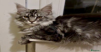 Maine Coon cats - Advert 4