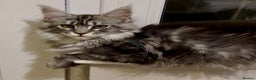 Maine Coon cats for sale: Outstanding pedigree kittens ACTIVE - Advert 7