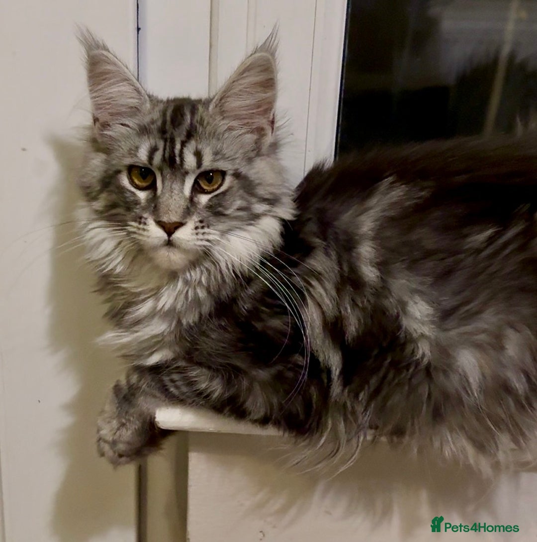 Maine Coon cats for sale: Outstanding pedigree kittens ACTIVE - Advert 7