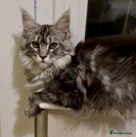 Maine Coon cats - Advert 4
