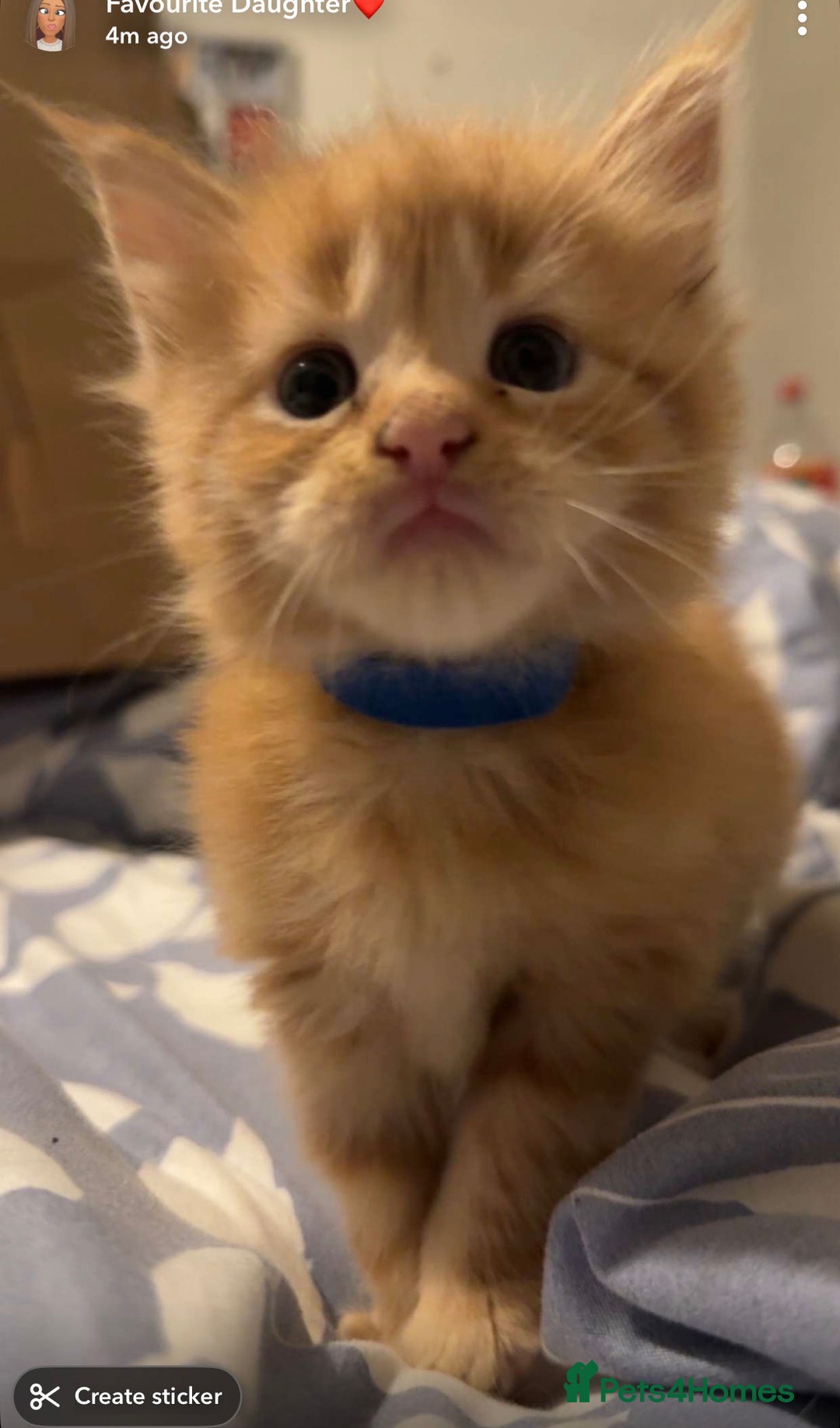 Maine Coon cats for sale: Maincoon kittens  - Advert 12