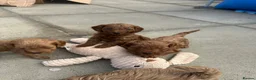 Cavapoo dogs for sale: Beautiful f1b red Cavapoo puppies    - Advert 28