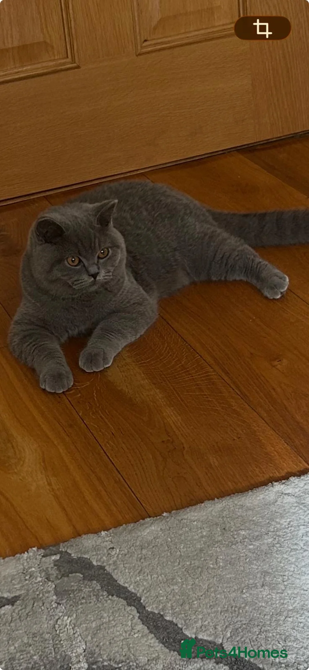 British Shorthair cats for sale: 🏆Exceptional pedigree GCCF BSH blue boy💙 - Advert 7