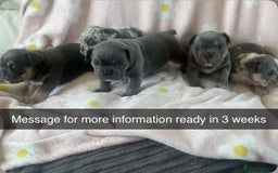 Mixed Breed dogs for sale: French bulldog cross British bulldog - Image 1
