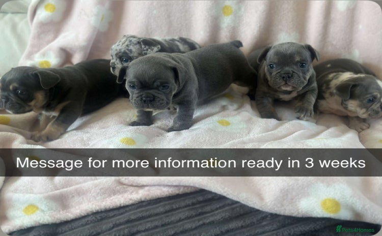 Mixed Breed dogs - Advert 1