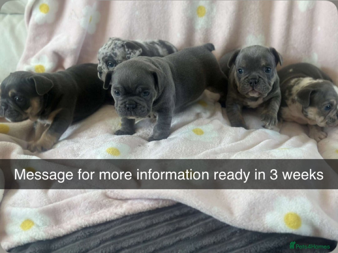 Mixed Breed dogs for sale: French bulldog cross British bulldog - Image 1