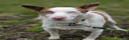Mixed Breed dogs for adoption: ❤️🐶 PEPPA– SHE LIGHTS UP EVERY COMPANY in Burton-on-Trent - Advert 11
