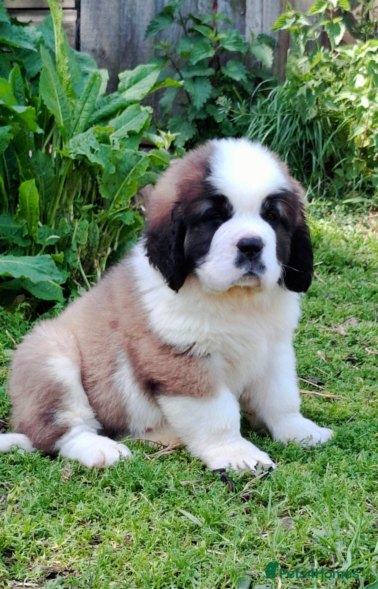 Saint Bernard dogs Show Quality Saint Bernard's  - Advert 1