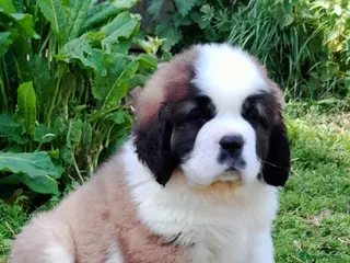 Saint Bernard dogs Show Quality Saint Bernard's - Advert 3