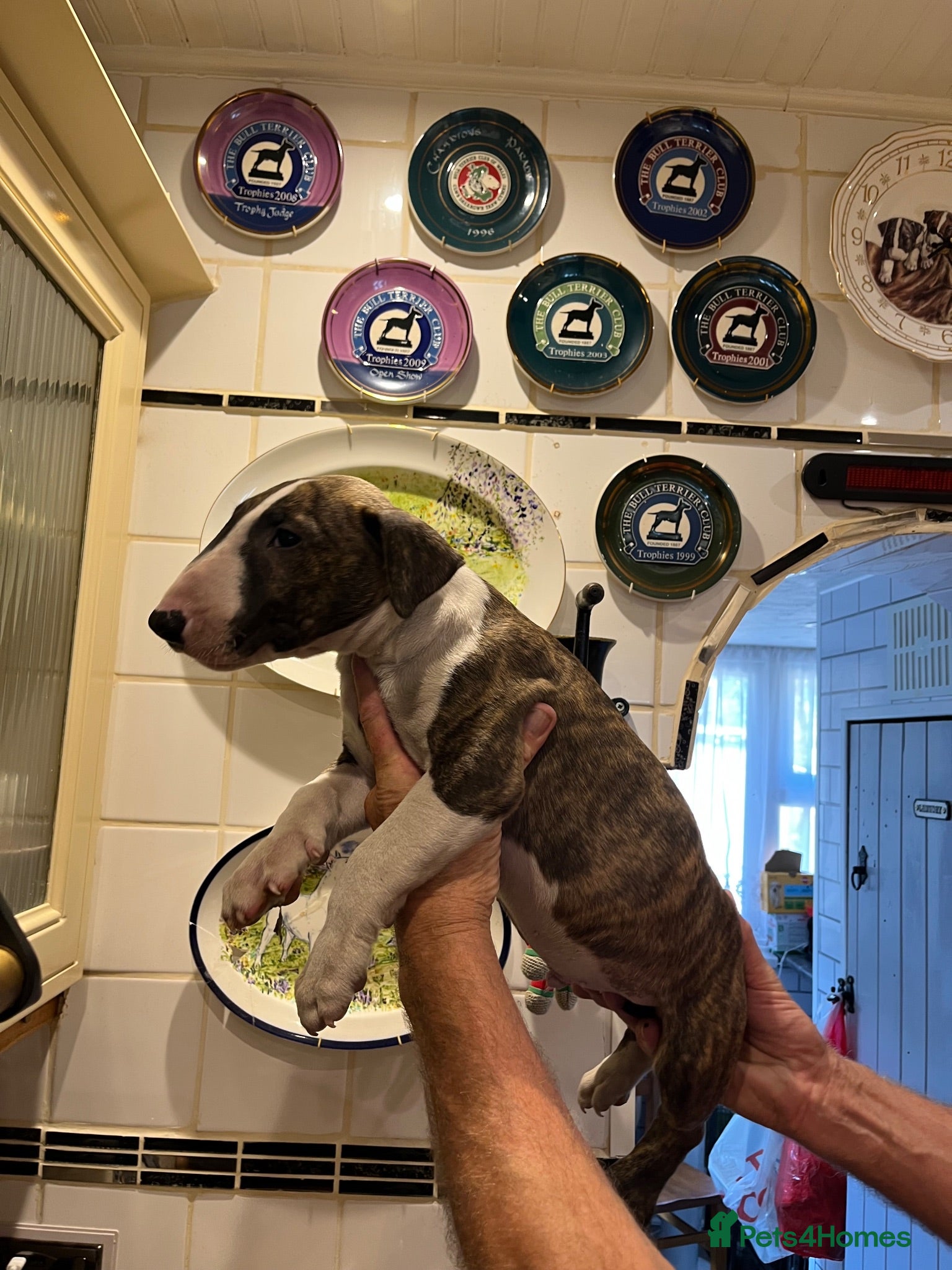 English Bull Terrier dogs English bull terrier puppies - Advert 2