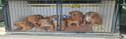 Cocker Spaniel dogs for sale: Gold Working Cocker bitch pup - Advert 5