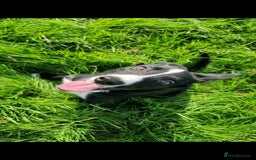 Border Collie dogs for sale: ISDS REGISTER BORDER COLLIE  - Image 7