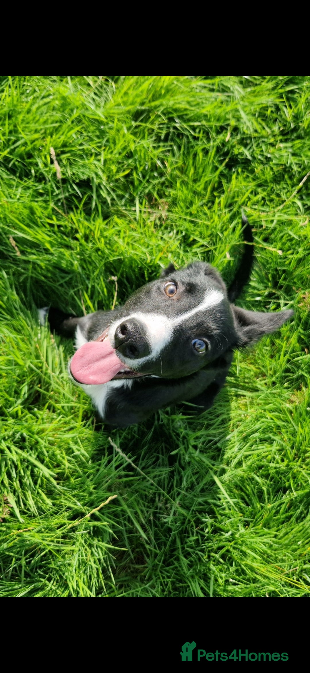 Border Collie dogs for sale: ISDS REGISTER BORDER COLLIE  - Image 7