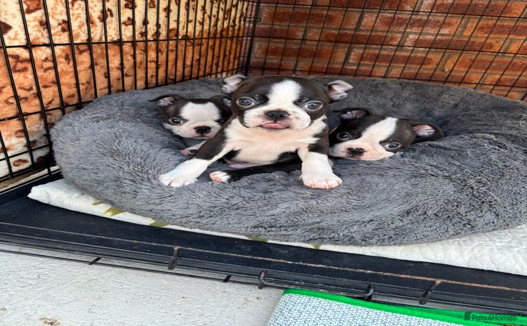 Boston Terrier dogs - Advert 1
