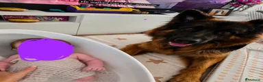 German Shepherd 1