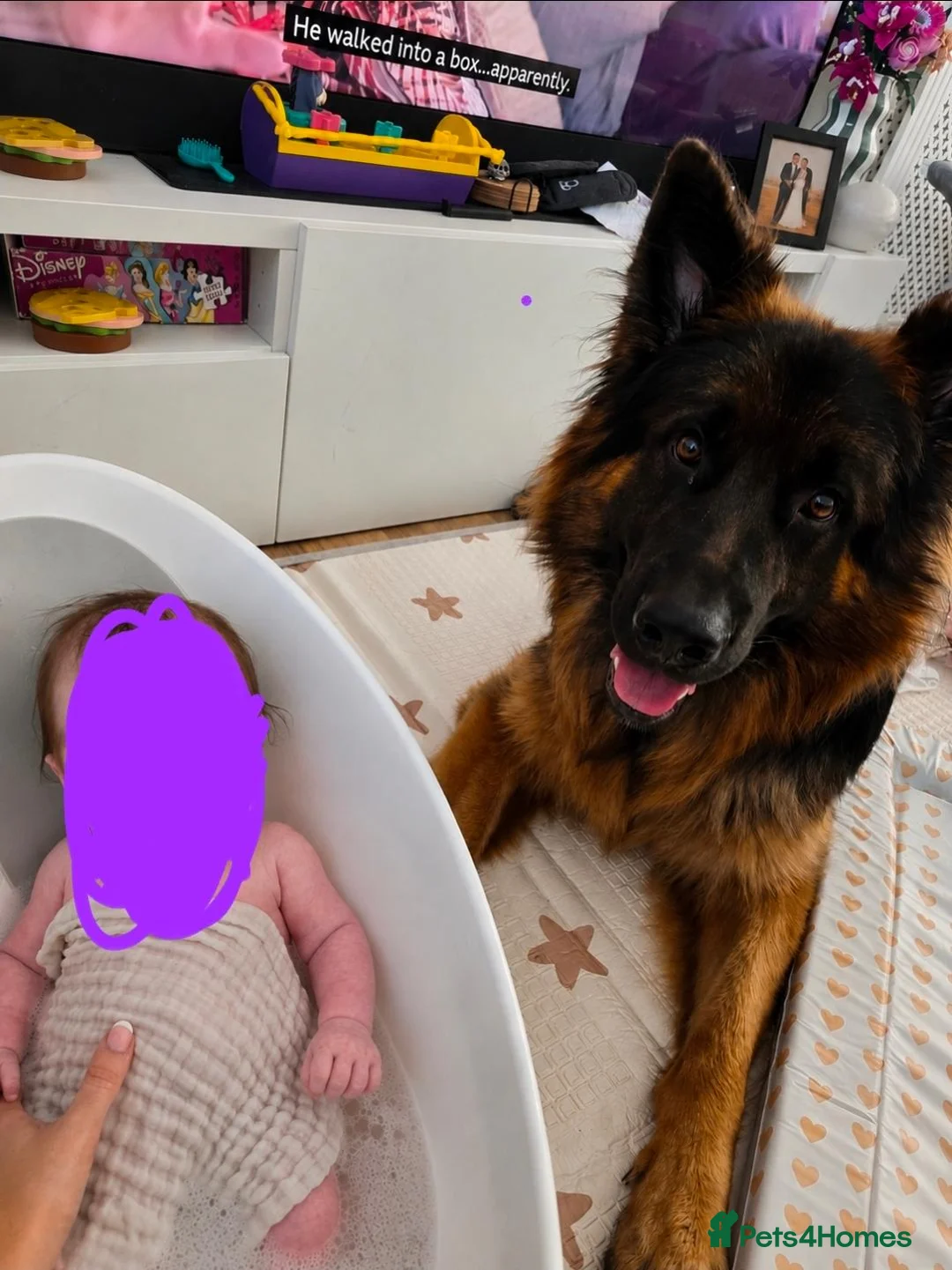 German Shepherd dogs for sale: 1 year old German Shepard in Paisley - Advert 8