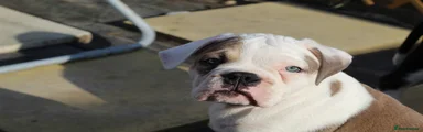 Dorset Olde Tyme Bulldogge Puppy 4