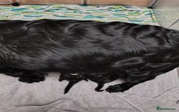 Mixed Breed dogs for sale: READY!! Sprocker jack pups + free bag in Hereford - Image 19