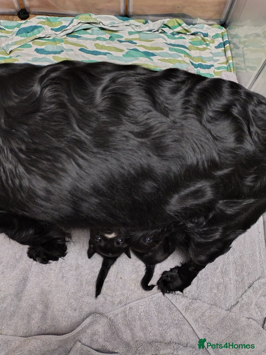 Mixed Breed dogs for sale: READY!! Sprocker jack pups + free bag in Hereford - Image 19