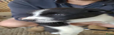 Border Collie 2