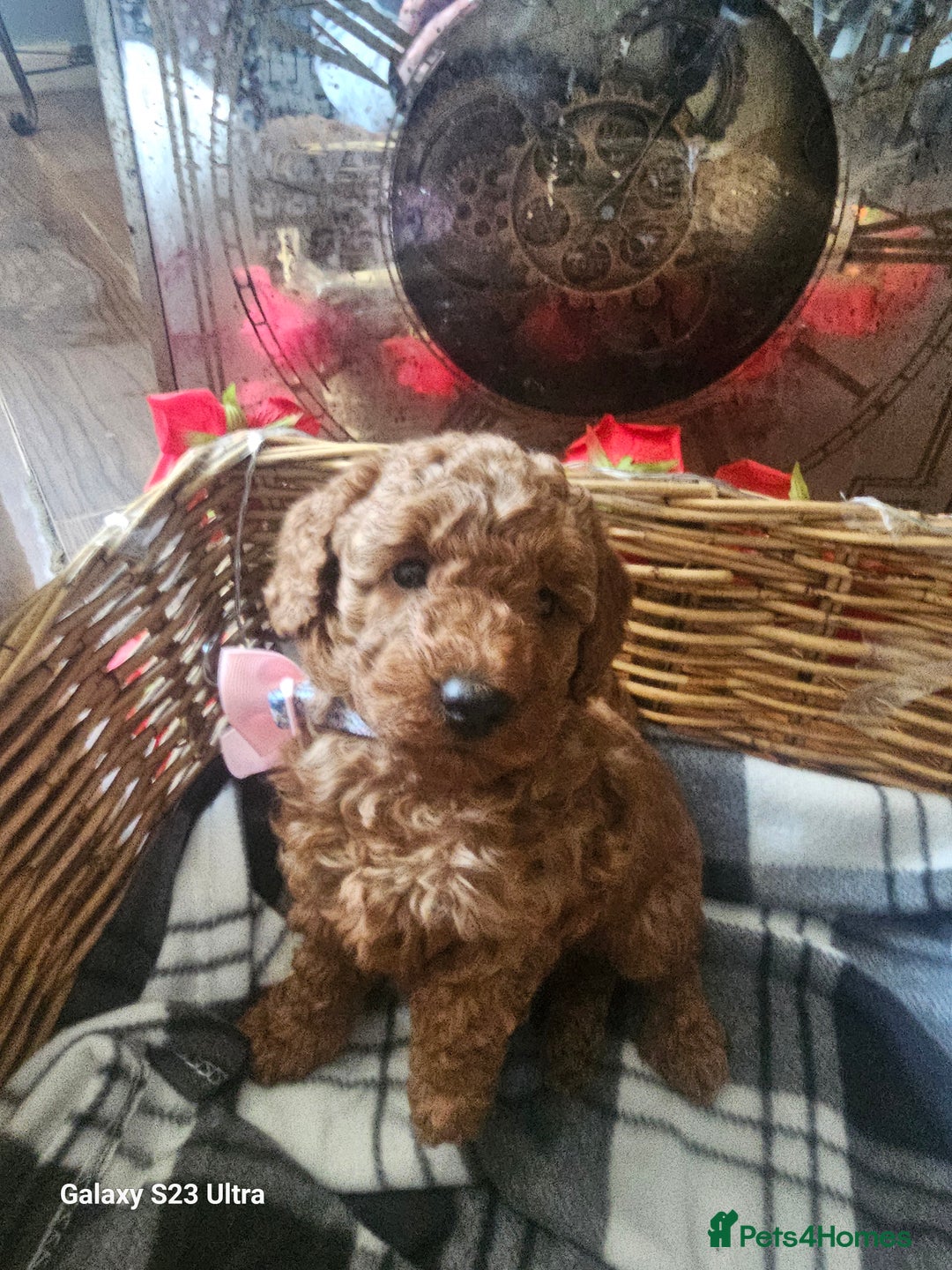 Miniature Poodle dogs for sale: Kc reg outstanding miniature Poodles in Stourbridge - Image 14