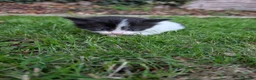 Mixed Breed cats for sale: Georgous Kittens Looking For A New Home - Advert 15