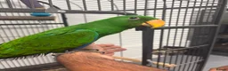 Mixed Breed birds for sale: Various Stunning Birds - Nationwide Delivery  in Newcastle upon Tyne - Advert 13