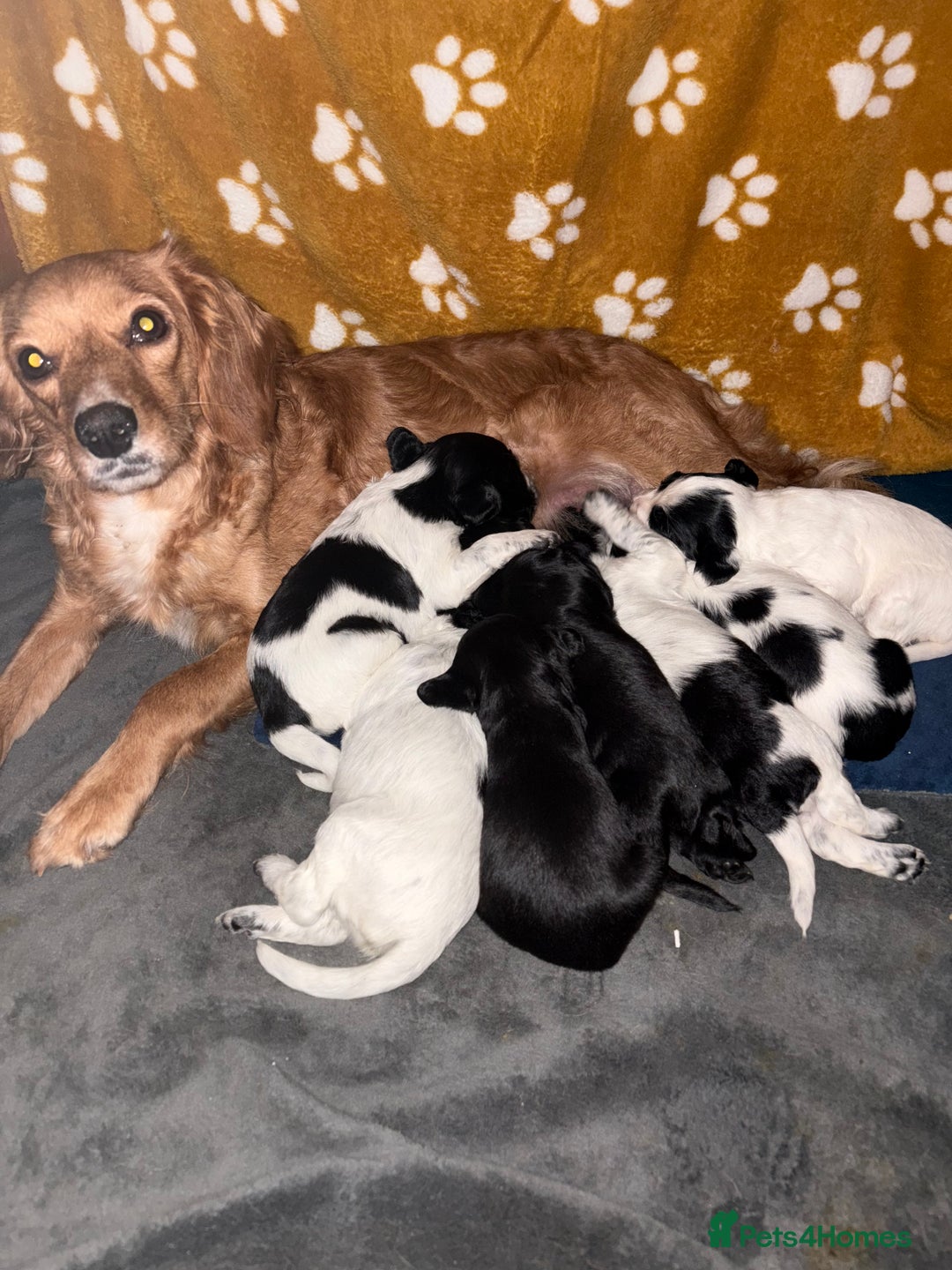 Mixed Breed dogs for sale: Spaniel Puppies For Sale - Advert 2