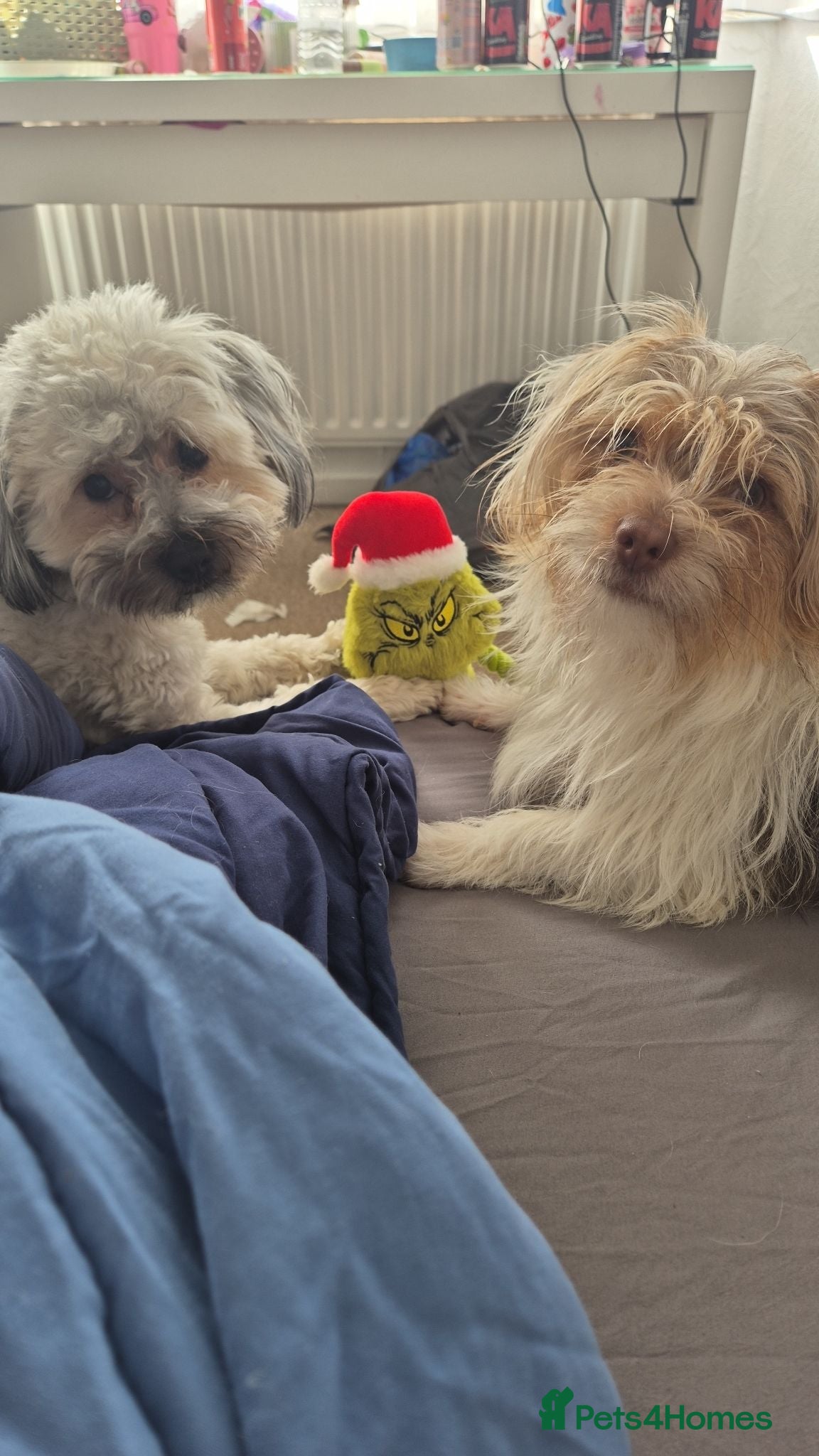 Mixed Breed dogs 2 bonded males  - Advert 12