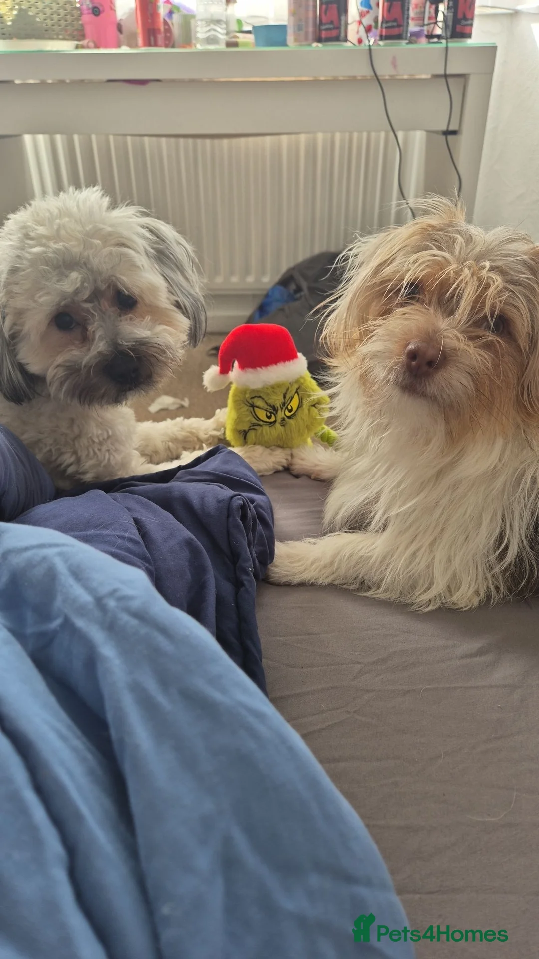 Mixed Breed dogs for sale: 2 bonded males  - Advert 1