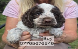 Cockapoo dogs for sale: Cockapoo Puppies Homebred Council Licenced Breeder - Image 3