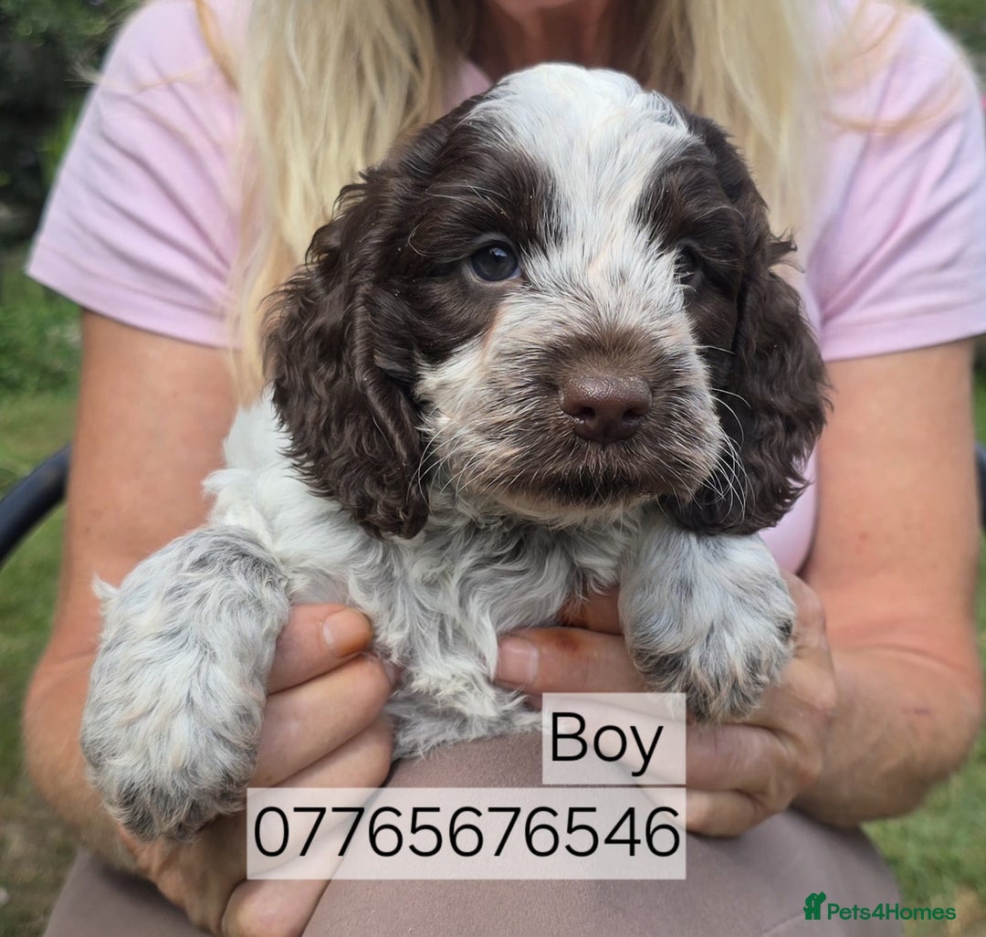 Cockapoo dogs for sale: Cockapoo Puppies Homebred Council Licenced Breeder - Image 3