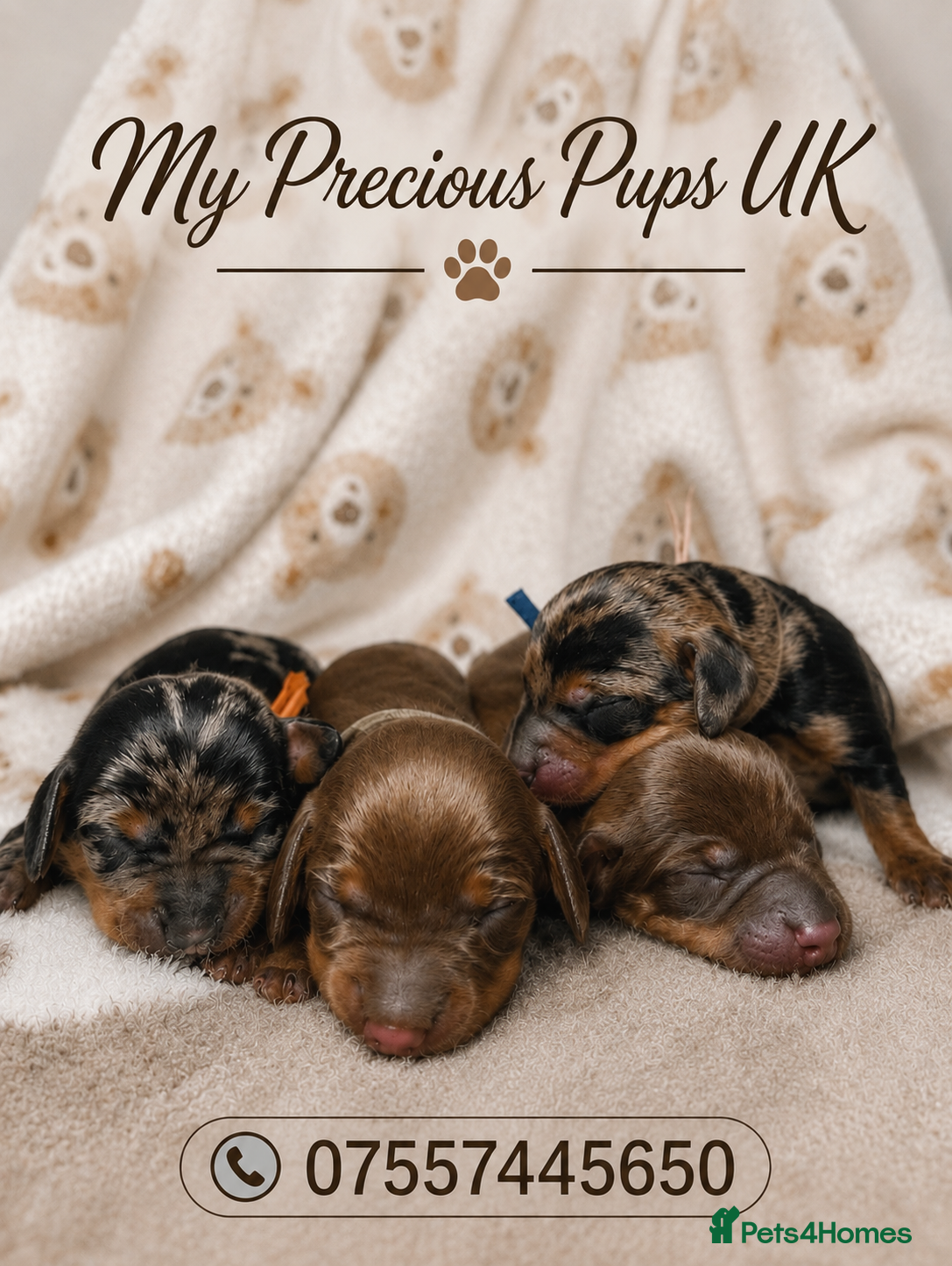 Miniature Dachshund dogs KC miniature wire hair dachshund  - Advert 1