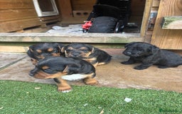 Patterdale Terrier dogs for sale: ❤️❤️Rosie & bobs litter ❤️❤️ - Image 7