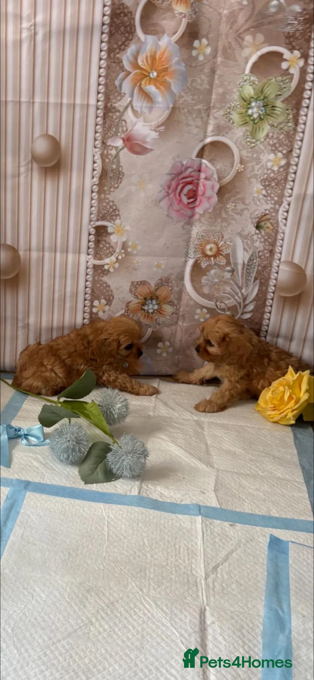 Cavapoo dogs for sale: Cavapoo puppy’s  in Slough - Advert 10