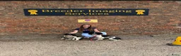English Springer Spaniel dogs for stud: Elishade Misty Horizon (Dipper) - Advert 4
