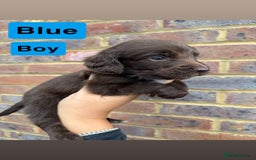 Sprocker dogs for sale: 7 beautiful sprocker puppies  - Image 6