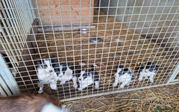 Border Collie dogs for sale: Border Collie pups, ready 25th september - Image 1