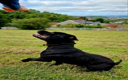 Staffordshire Bull Terrier dogs for stud: TOP QUALITY STUD WITH THE BEST BLOODLINES in Swansea - Image 6