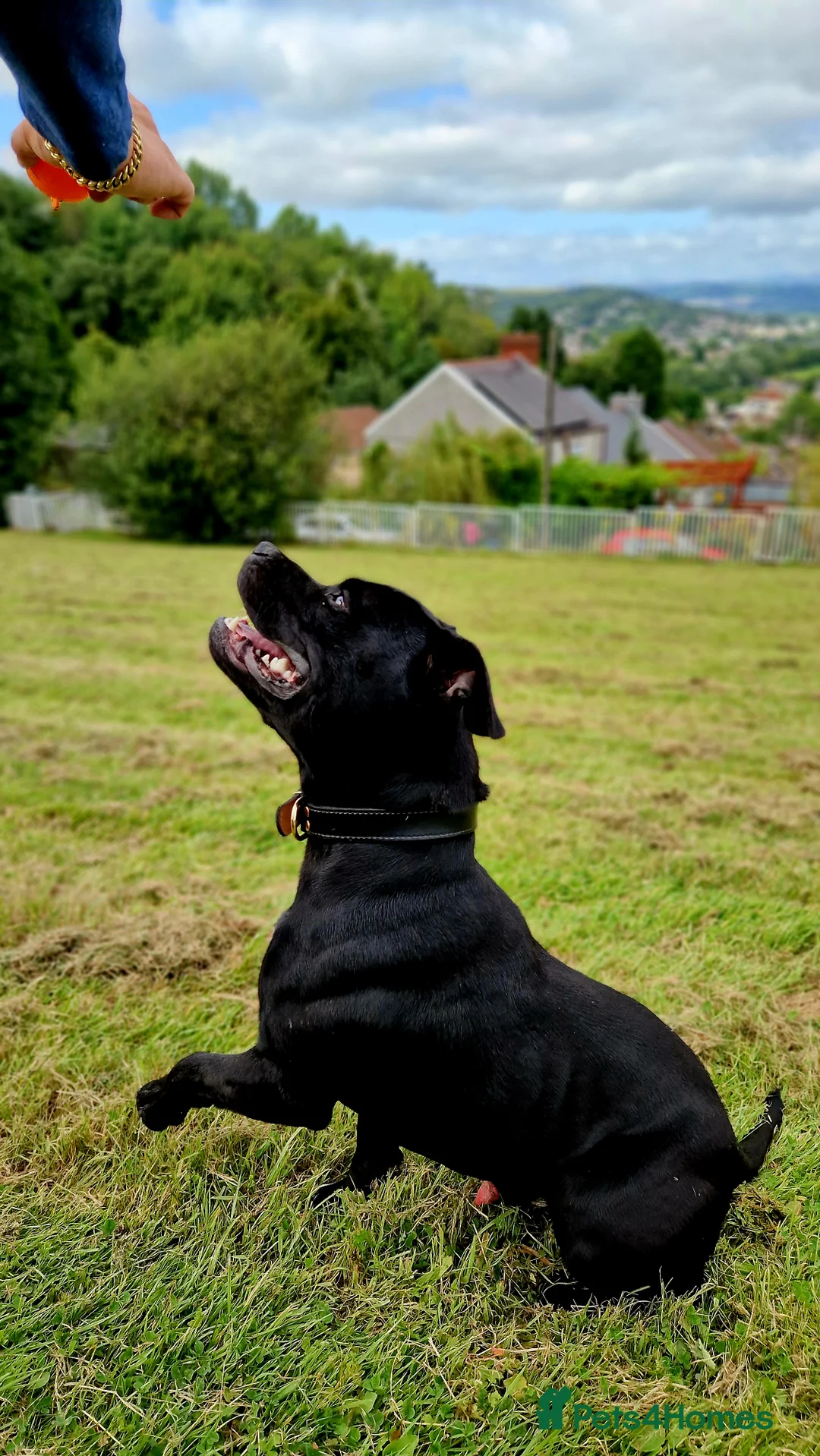 Staffordshire Bull Terrier dogs for stud:  PROVEN BEST BLACK CHAMPION LINES STUD in Swansea - Advert 1