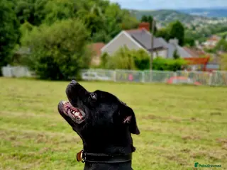 Staffordshire Bull Terrier dogs PROVEN BEST BLACK CHAMPION LINES STUD in Swansea - Advert 12