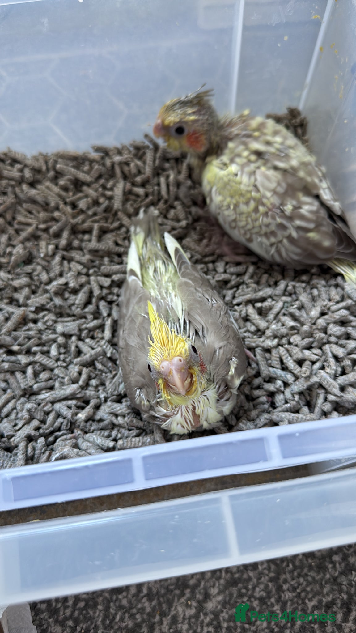 Cockatiels birds Hand reared baby cockatiels - Advert 4