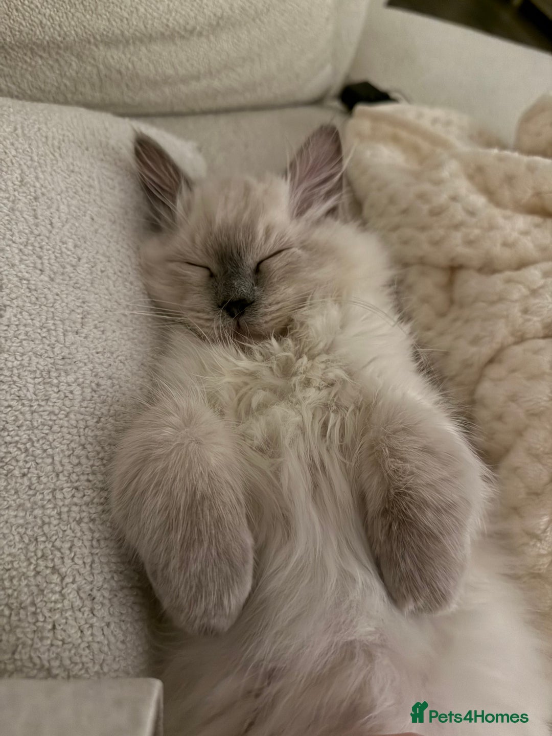 Ragdoll cats for sale: Male ragdoll kitten - Advert 2