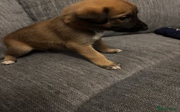Mixed Breed dogs for sale: German shepherd x whippet  - Image 3