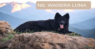 German Shepherd dogs KC, Top Quality Long Hair GSD Puppies  - Advert 15