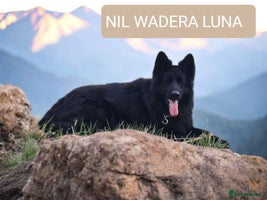 German Shepherd dogs KC, Top Quality Long Hair GSD Puppies - Advert 7